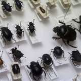 Infine lo �scarabeo stercorario� (la coppia a destra), che produce pallottole con lo sterco di animali che riusa come riserva di cibo o per proteggere le uova: era sacro per gli Egizi che lo rappresentavano come il simbolo del sole